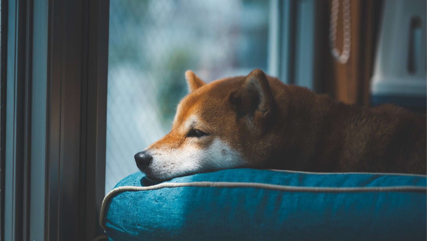 窓辺のクッションに顎をのせ、外を見ている柴犬