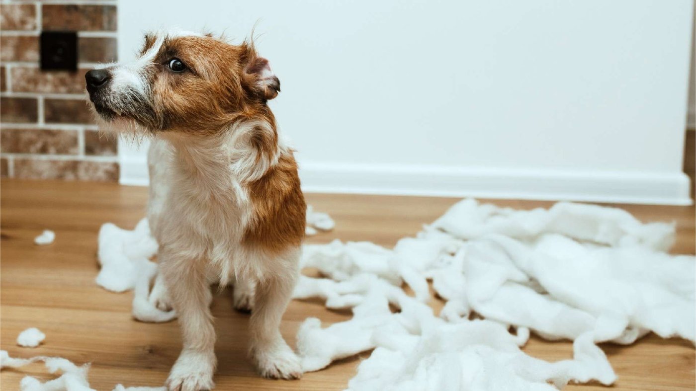 床に散らばった白い綿のそばに座っている犬