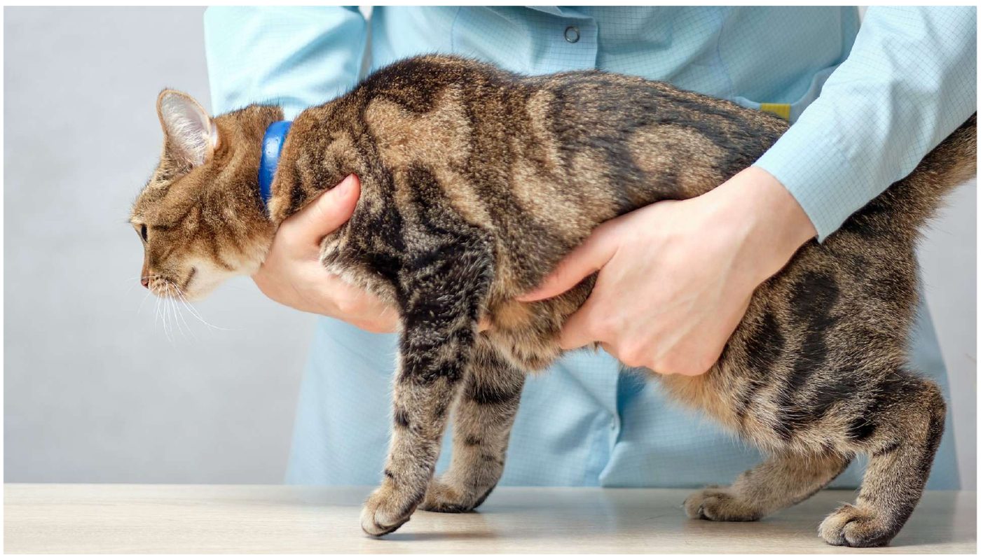 診察台の上で獣医師にお腹を触られている猫