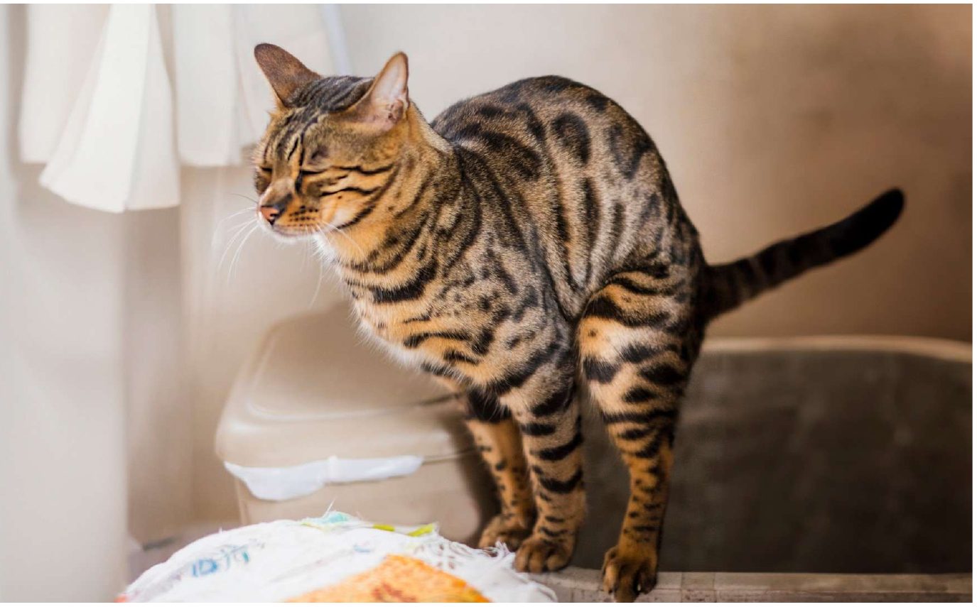 トイレのそばに立っている猫