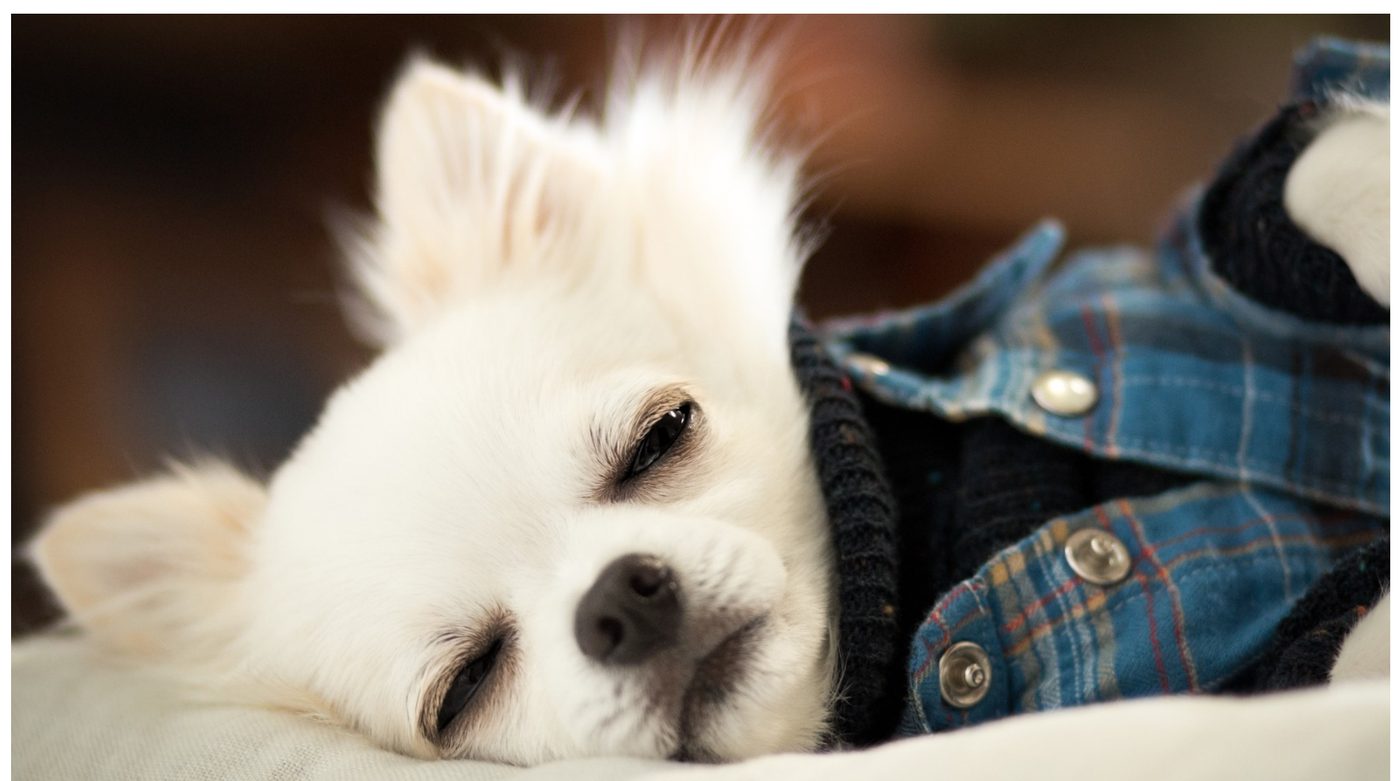 服を着て眠っている白いチワワ