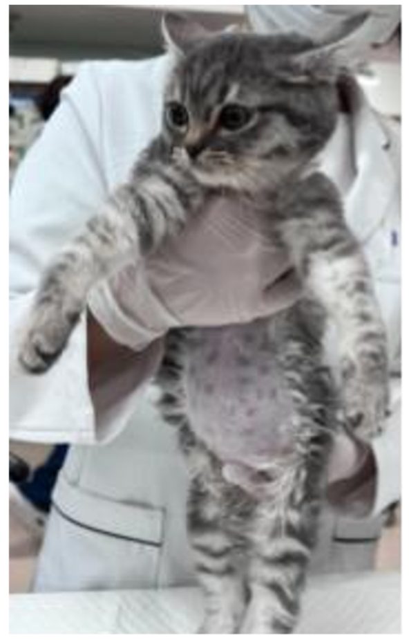 お腹が張っている猫