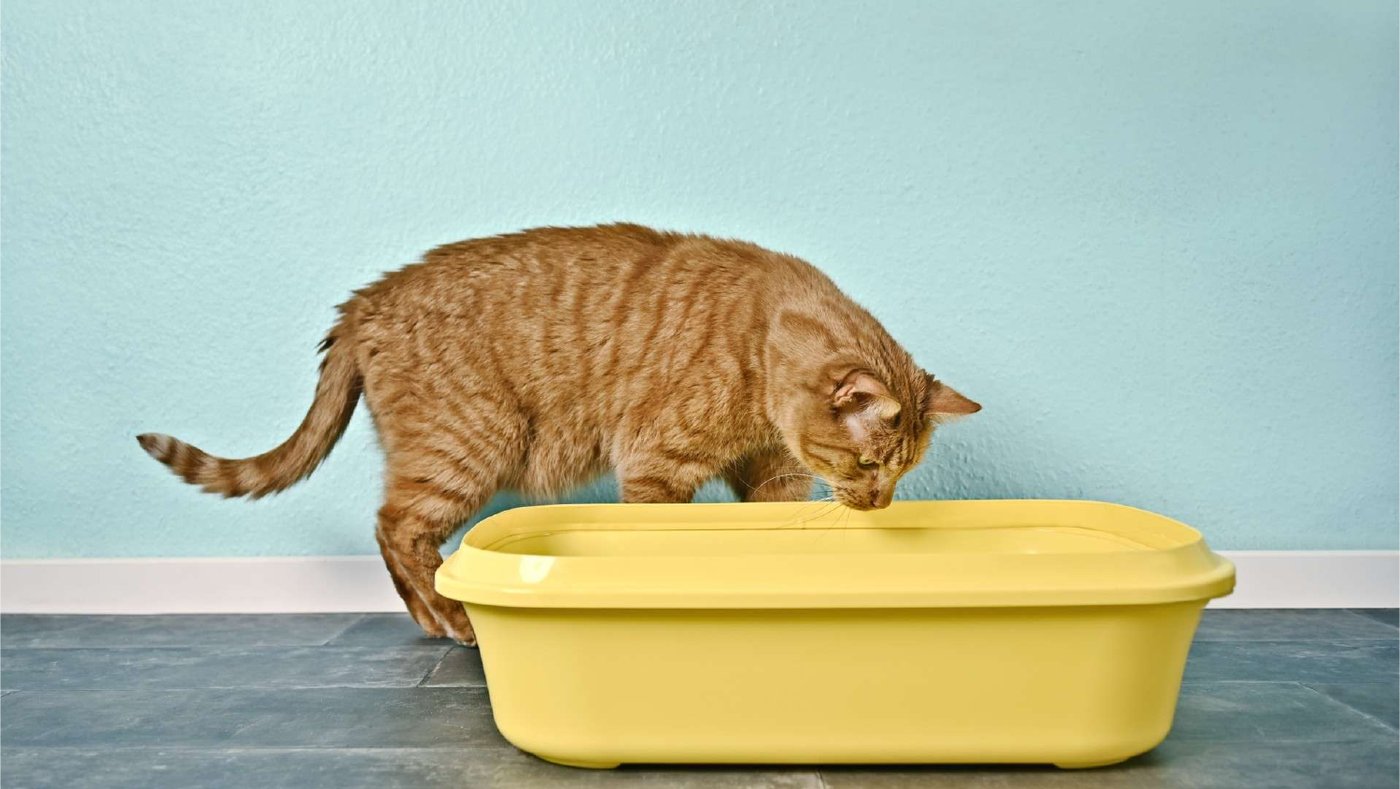 水色の壁の前で、黄色いトイレをのぞきこんでいる茶トラの猫