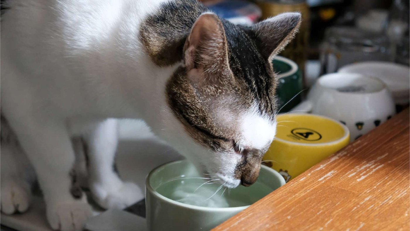 器から水を飲んでいるキジ白の猫
