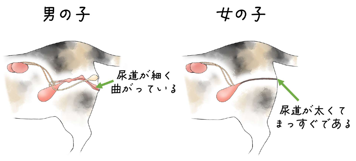 男の子と女の子の猫の尿道を並べた図解。男の子は尿道が細く曲がっていて、女の子は尿道が太くまっすぐである